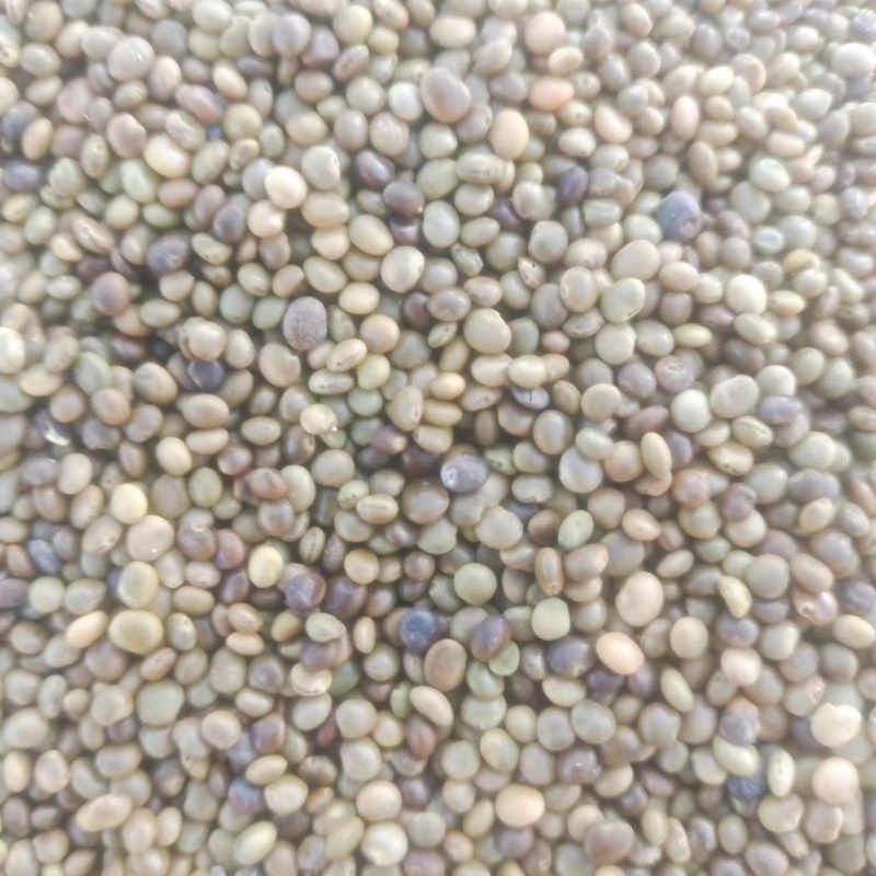 【甘草种子】甘肃基地直发质量保证货源充足量大优惠