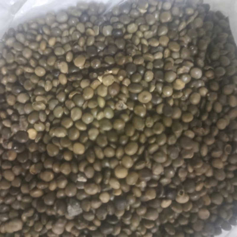 【甘草种子】甘肃基地直发质量保证货源充足量大优惠