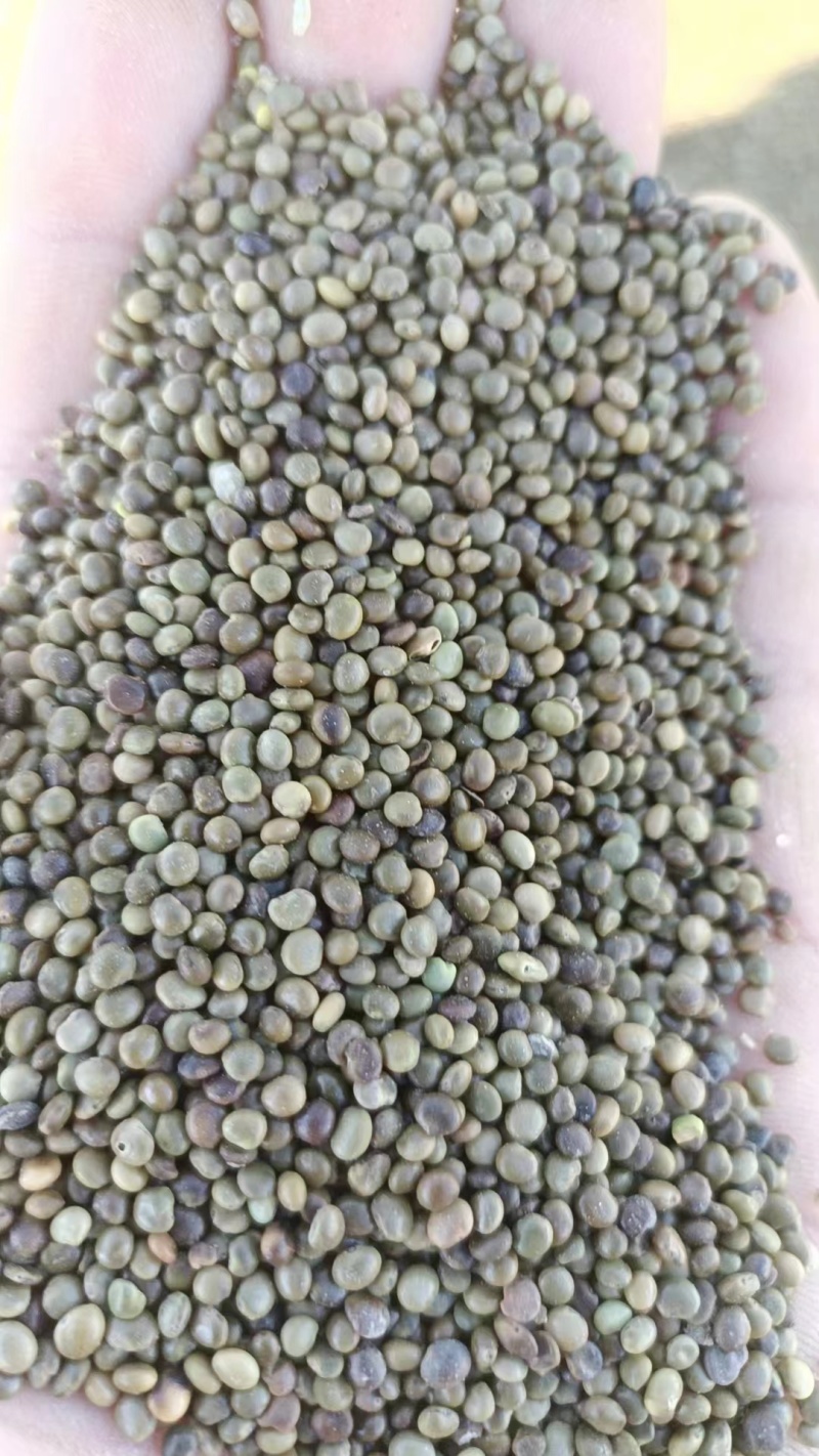 【甘草种子】甘肃基地直发质量保证货源充足量大优惠