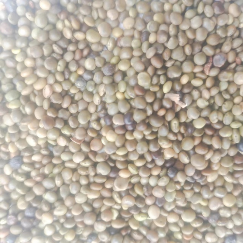 【甘草种子】甘肃基地直发质量保证货源充足量大优惠