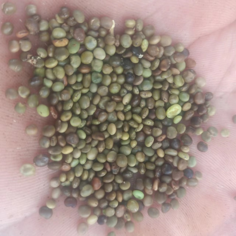 【甘草种子】甘肃基地直发质量保证货源充足量大优惠