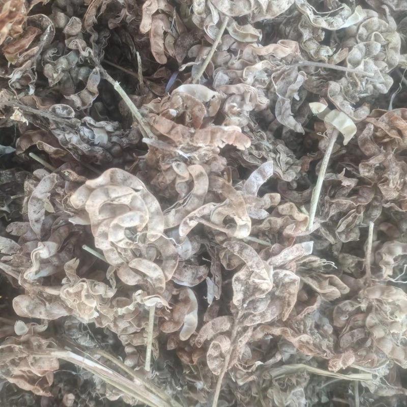 【甘草种子】甘肃基地直发质量保证货源充足量大优惠