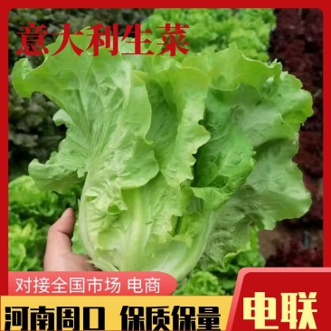 精品生菜意大利生菜一手货源视频看货以质论价欢迎联系