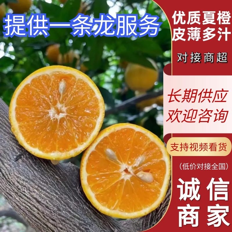 【夏橙】湖北橙子皮薄肉多汁水丰富对接各大市场电商