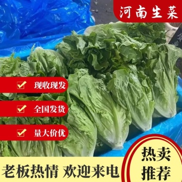 生菜意大利生菜4两~5两量大价优，大量有货