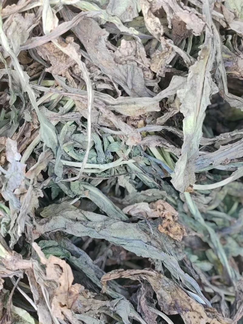 【大青叶】大量供应甘肃张掖产地直发质量保证欢迎订购