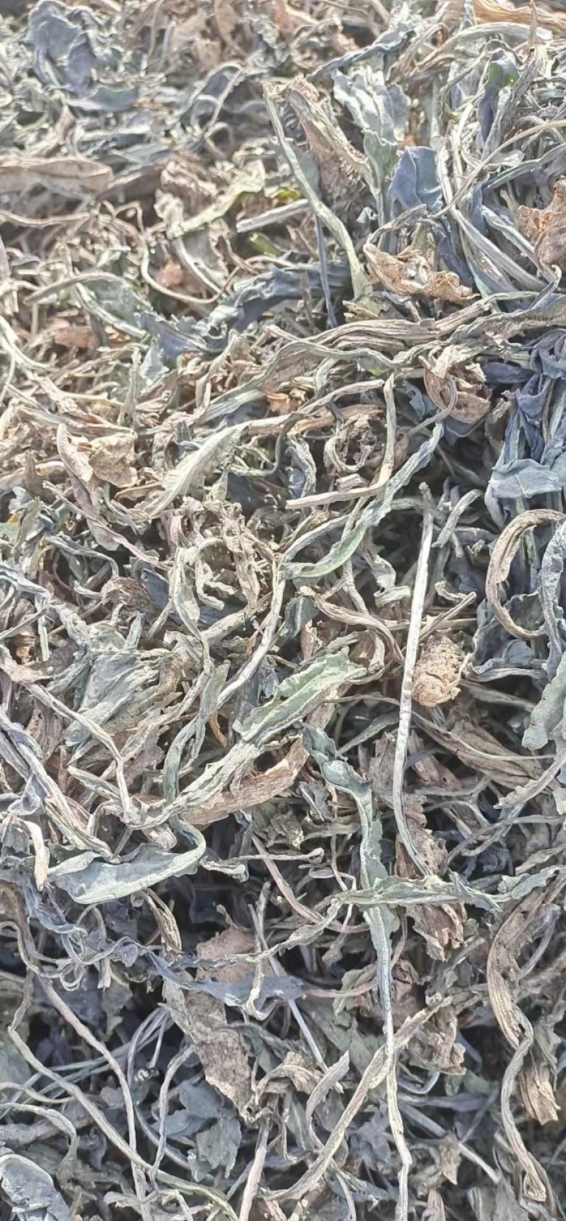 【大青叶】大量供应甘肃张掖产地直发质量保证欢迎订购