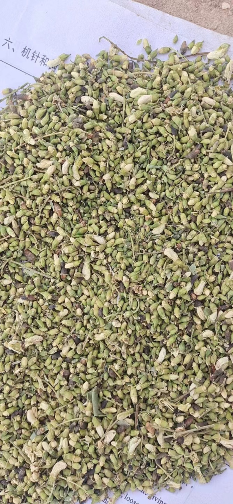 【槐米】张掖药材基地直发质量保证一手货源量大优惠