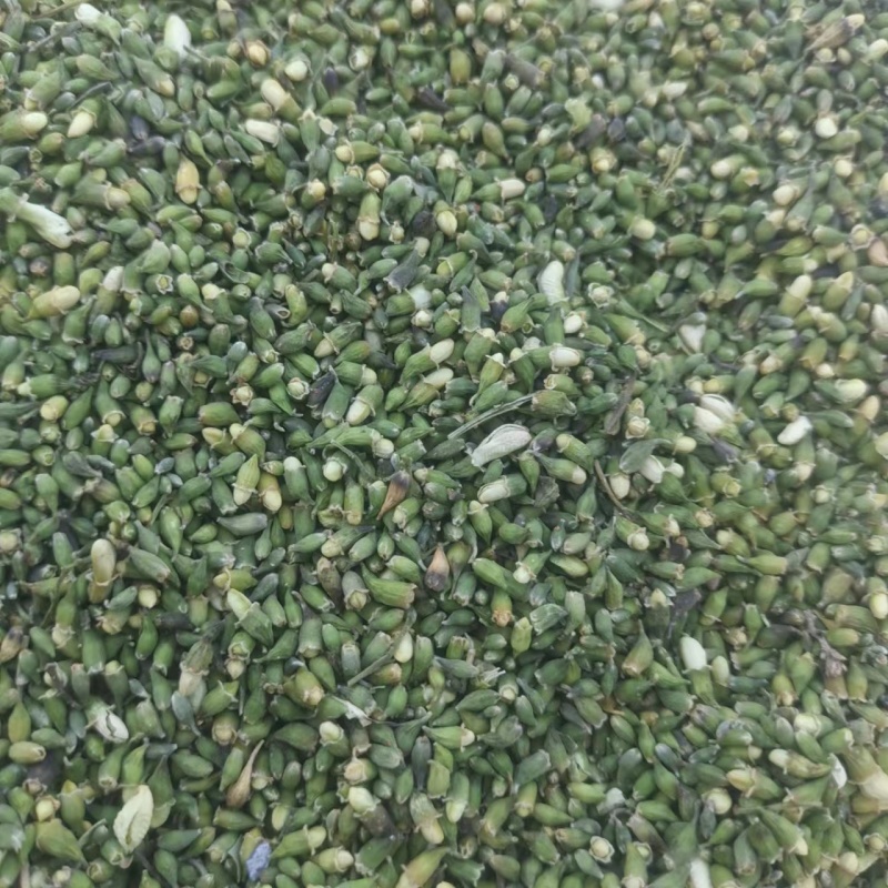 【槐米】张掖药材基地直发质量保证一手货源量大优惠