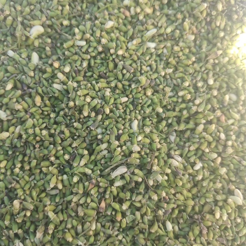 【槐米】张掖药材基地直发质量保证一手货源量大优惠