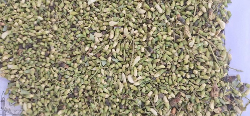 【槐米】张掖药材基地直发质量保证一手货源量大优惠