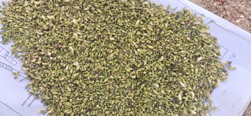 【槐米】张掖药材基地直发质量保证一手货源量大优惠