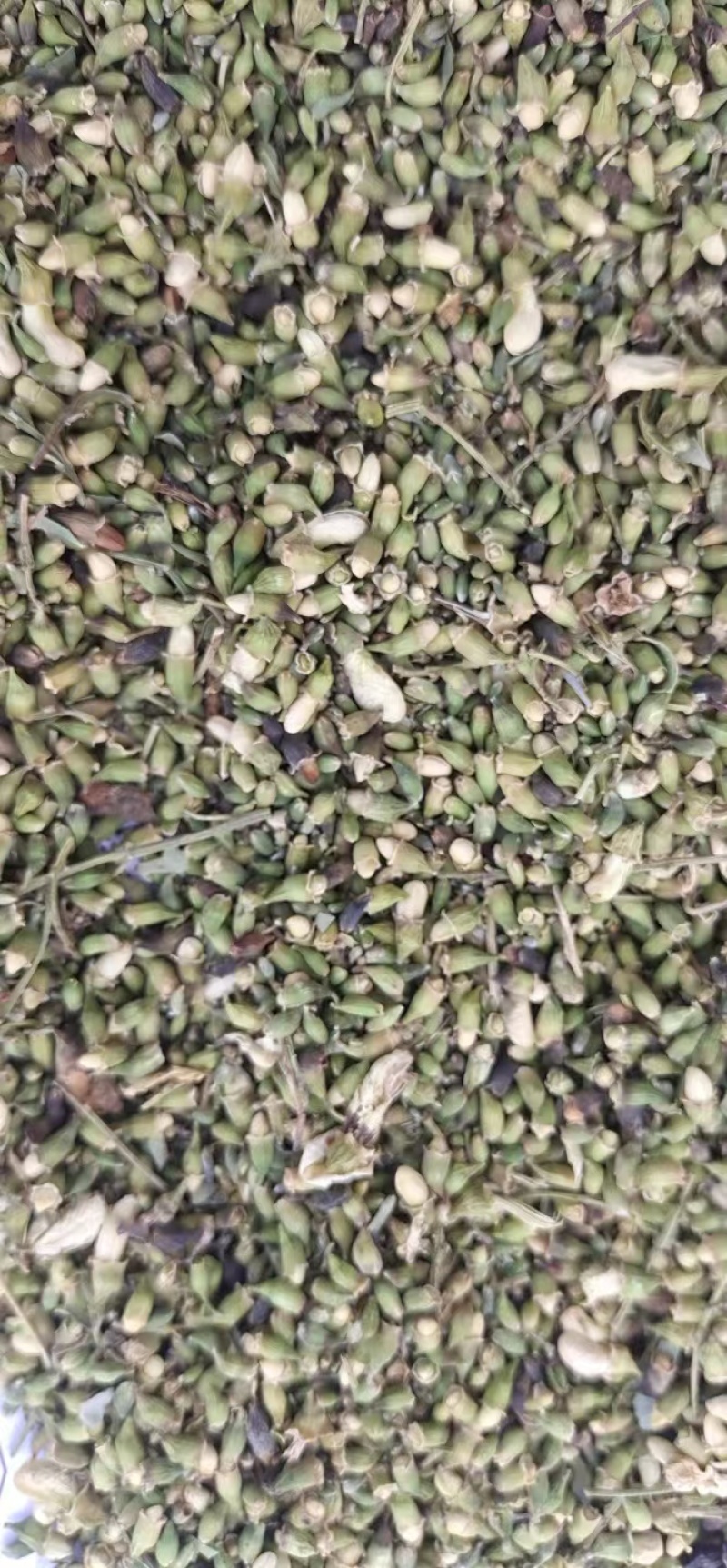 【槐米】张掖药材基地直发质量保证一手货源量大优惠
