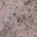 广州白菊花，叶材批发产地直发可视频看货欢迎咨询