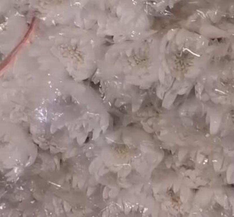 广州白菊花，叶材批发产地直发可视频看货欢迎咨询
