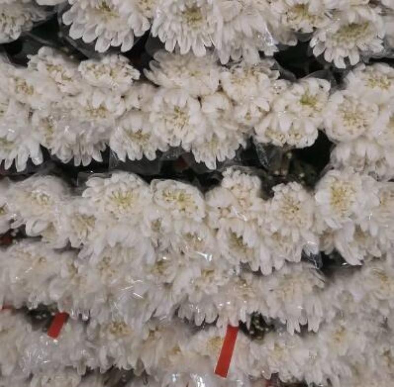 广州白菊花，叶材批发产地直发可视频看货欢迎咨询
