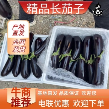 精品长茄子把茄子产地直发品质保证量大从优欢迎联系