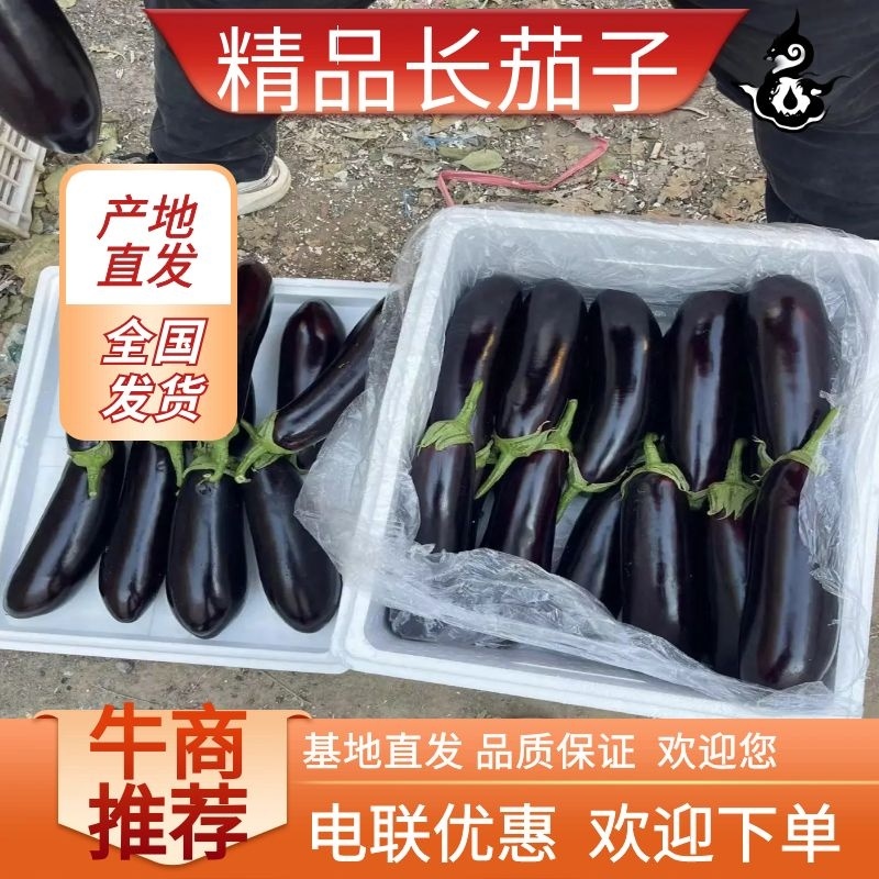 精品长茄子把茄子产地直发品质保证量大从优欢迎联系