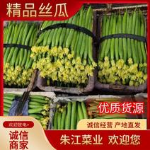 精品鲜花丝瓜大量上市品质保证量大从优全国发货