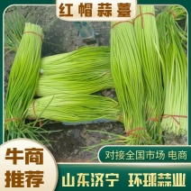 【精品】山东本地红帽蒜苔大量上市新鲜现摘现发全国发货对接商超