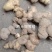 甜黄精鸡头甜黄精姜形黄精菱形黄精都有欢迎下单