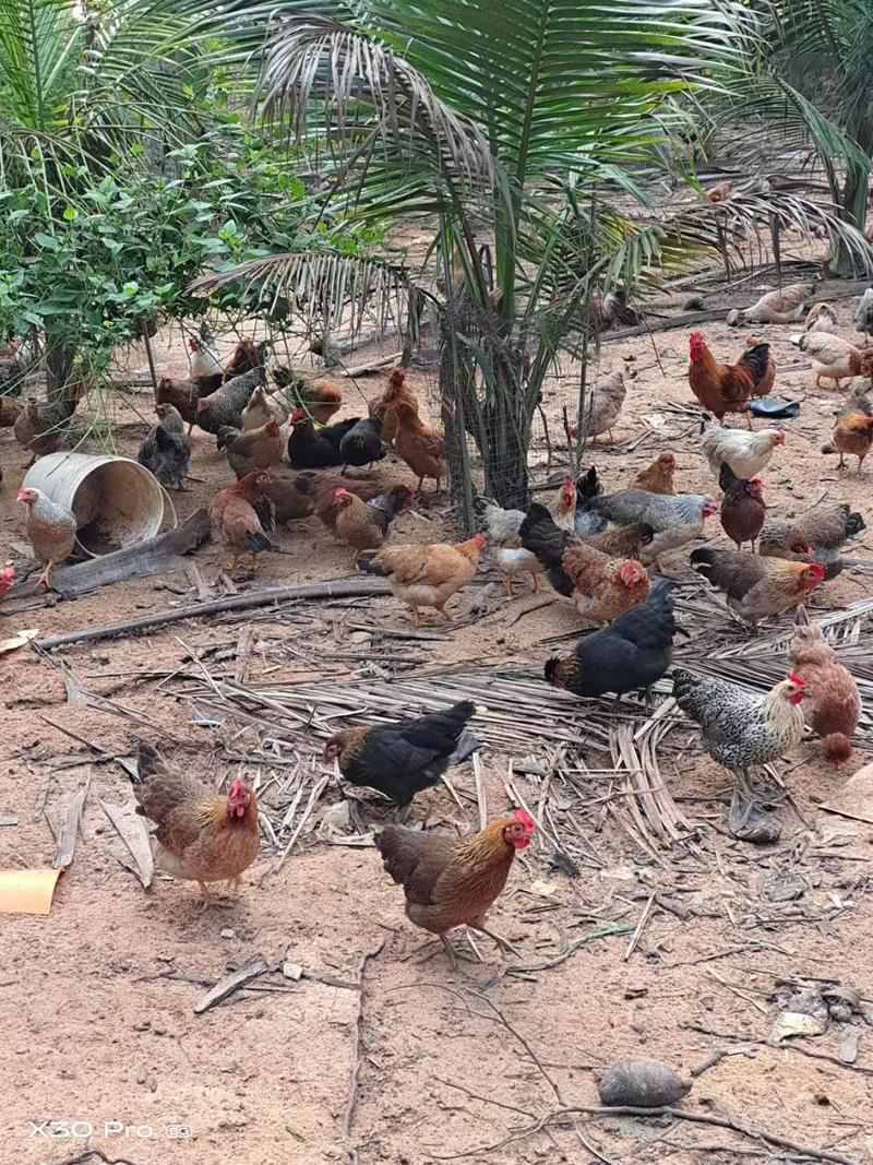 生态黎母鸡散养天然谷物喂养养殖基地一手货源