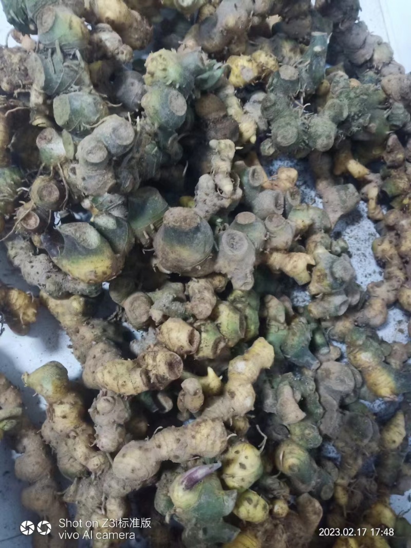 甜黄精大量现货现货欢迎电话联系下单就发包邮