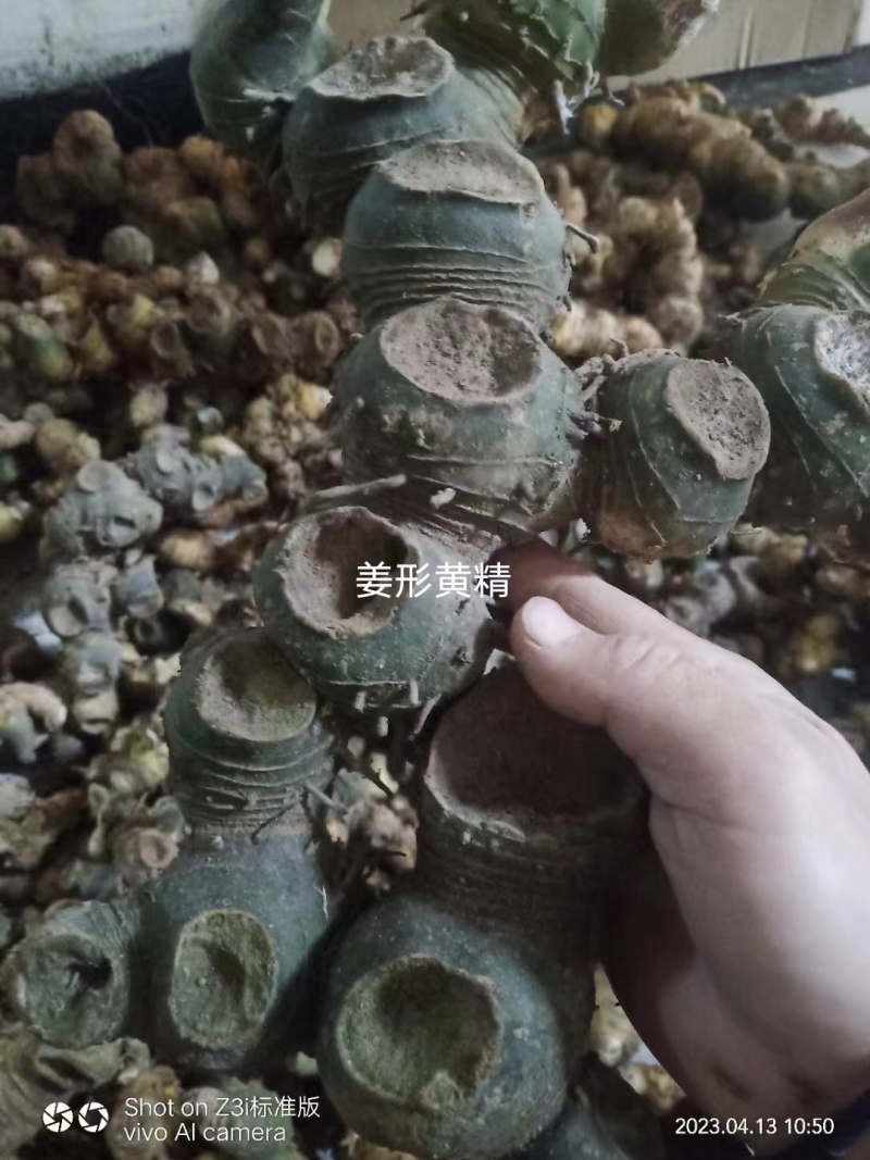 甜黄精大量现货现货欢迎电话联系下单就发包邮