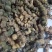 甜黄精大量现货现货欢迎电话联系下单就发包邮