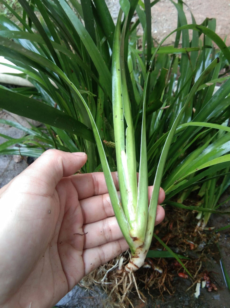 金叶石菖蒲精品石菖蒲大杯小杯苗110双色杯苗