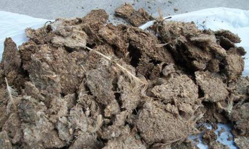 荐谷壳鸡粪块状鸡粪粉状鸡粪水分干无杂质欢迎咨询