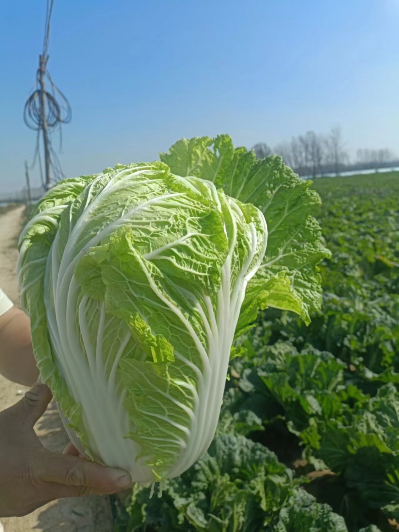 【实力供货白菜】黄心白菜河南夏邑直发以质论价货源充足来电优惠