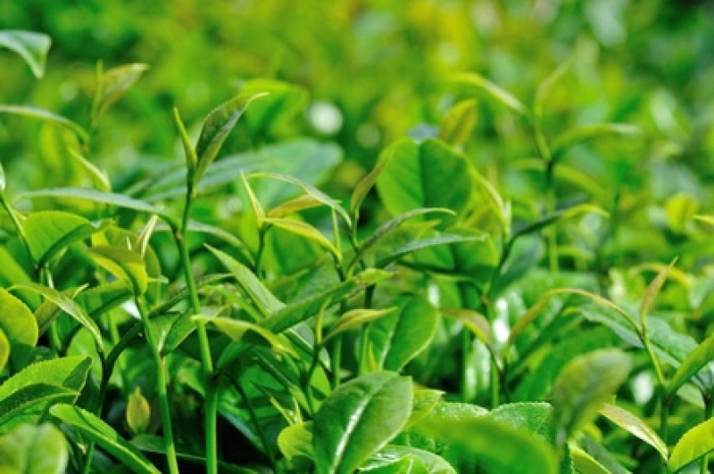 绿茶种子茶树种子耐寒茶叶种子油茶种子红色油茶种子白花油茶
