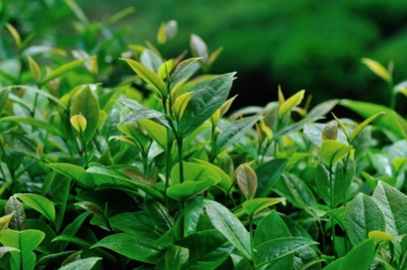 绿茶种子茶树种子耐寒茶叶种子油茶种子红色油茶种子白花油茶