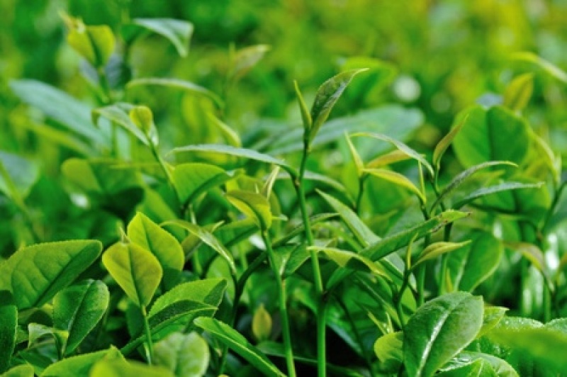 绿茶种子茶树种子耐寒茶叶种子油茶种子红色油茶种子白花油茶