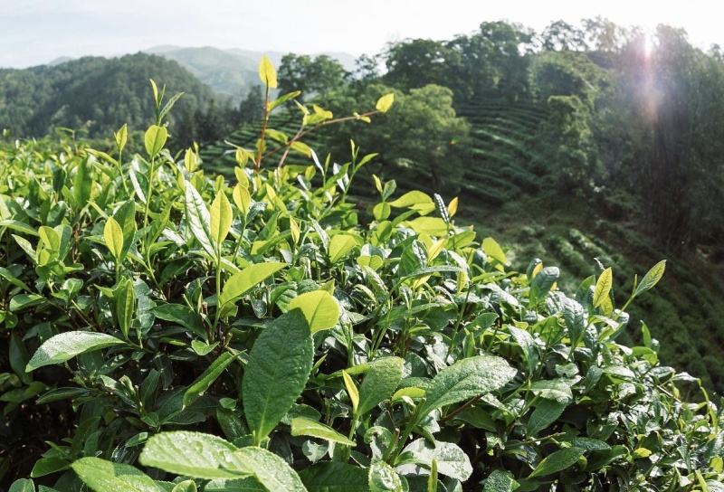 绿茶种子茶树种子耐寒茶叶种子油茶种子红色油茶种子白花油茶