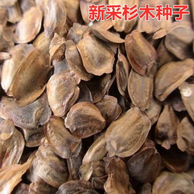 速生杉木种子出售新采林木树种杉木种子杉树刺杉香杉四季可播