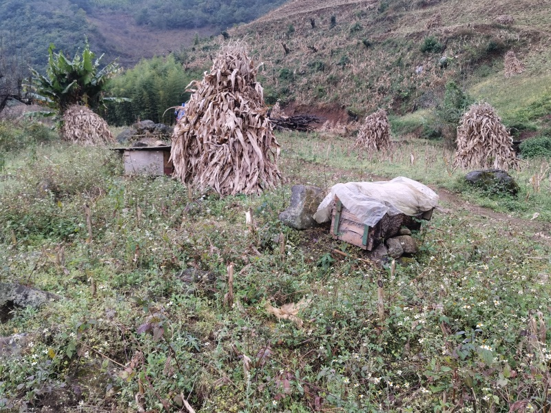 美波度42°以上土蜂蜜农家自产自销价格优惠云南产地发货