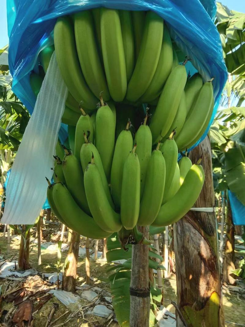 新苗香蕉，产地直供，一手货源，品质保证，欢迎来电咨询