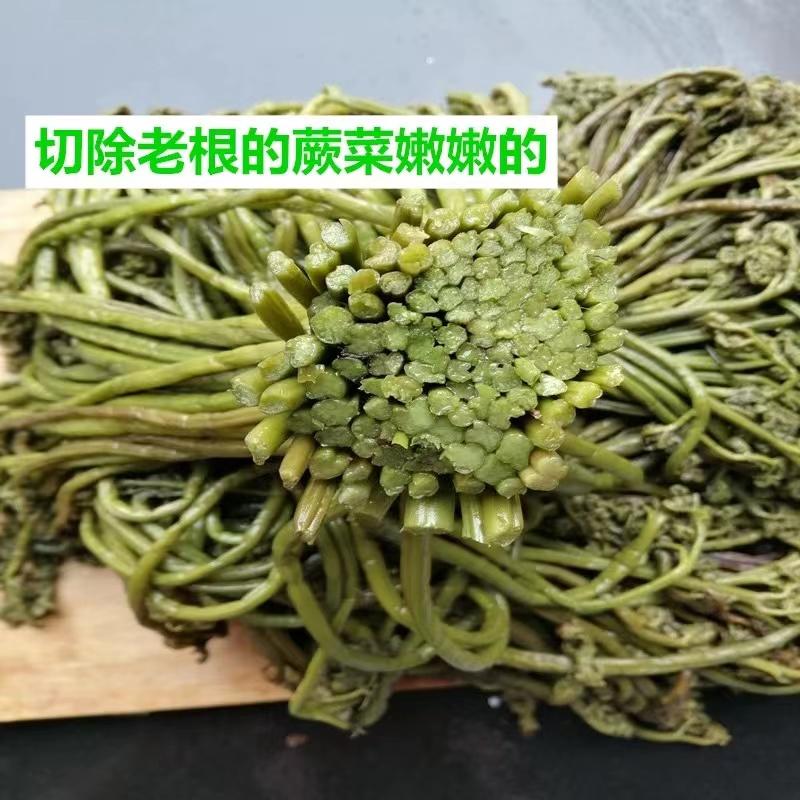 【推荐】云南元阳县蕨菜种植一手货源价格稳定全国市场发