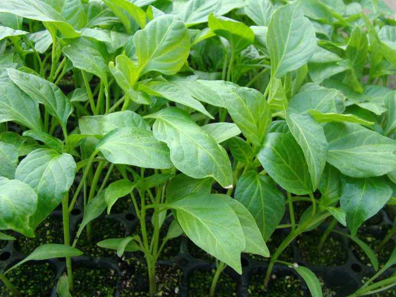 山东椒朵红杂交辣椒苗果大高产抗病分枝多茎杆粗壮