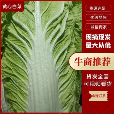 0.5元1元一颗青州白菜2024产地直发量大从优