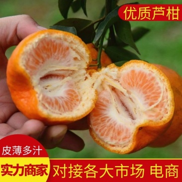 【芦柑】枝江芦柑优质碰柑大量上市个大皮薄肉厚欢迎咨询