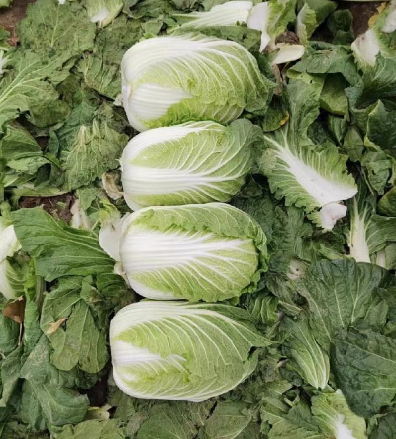 黄心有机绿大白菜湖南黄心白菜产地直发实力代发全国