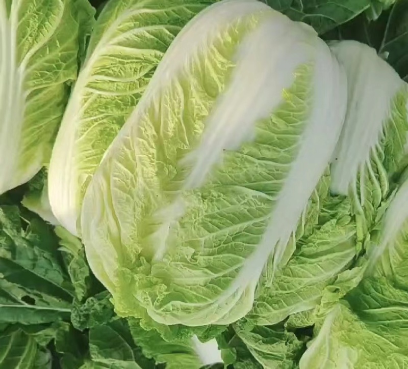 黄心有机绿大白菜湖南黄心白菜产地直发实力代发全国