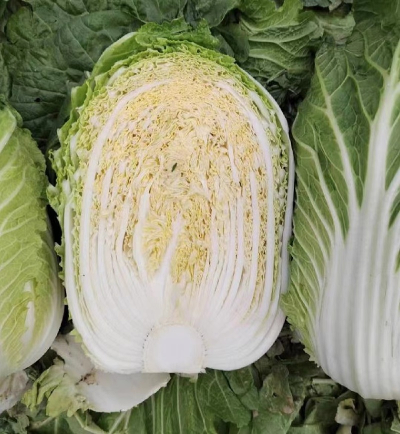 黄心有机绿大白菜湖南黄心白菜产地直发实力代发全国