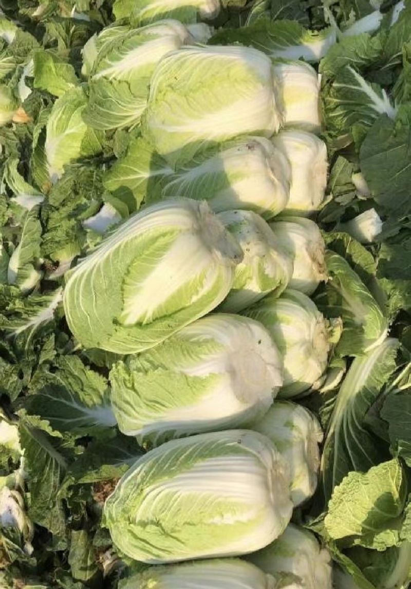 湖南白菜精品黄心白菜产地一手货源量大从优欢迎来电