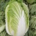 湖南白菜精品黄心白菜产地一手货源量大从优欢迎来电