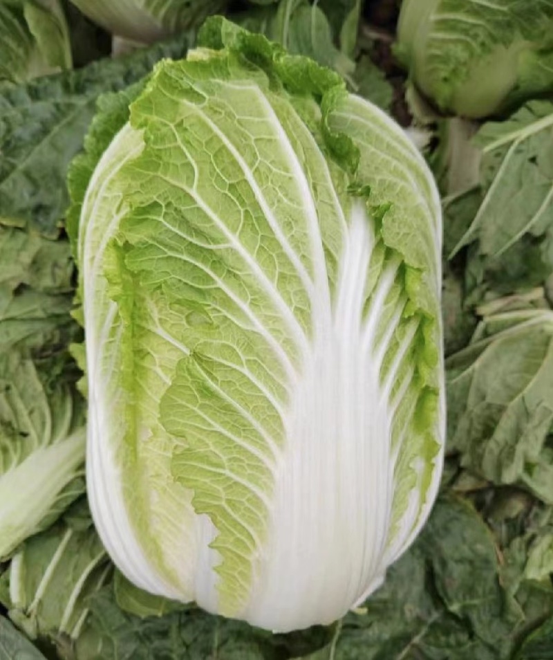 湖南白菜精品黄心白菜产地一手货源量大从优欢迎来电