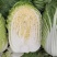 湖南白菜精品黄心白菜产地一手货源量大从优欢迎来电
